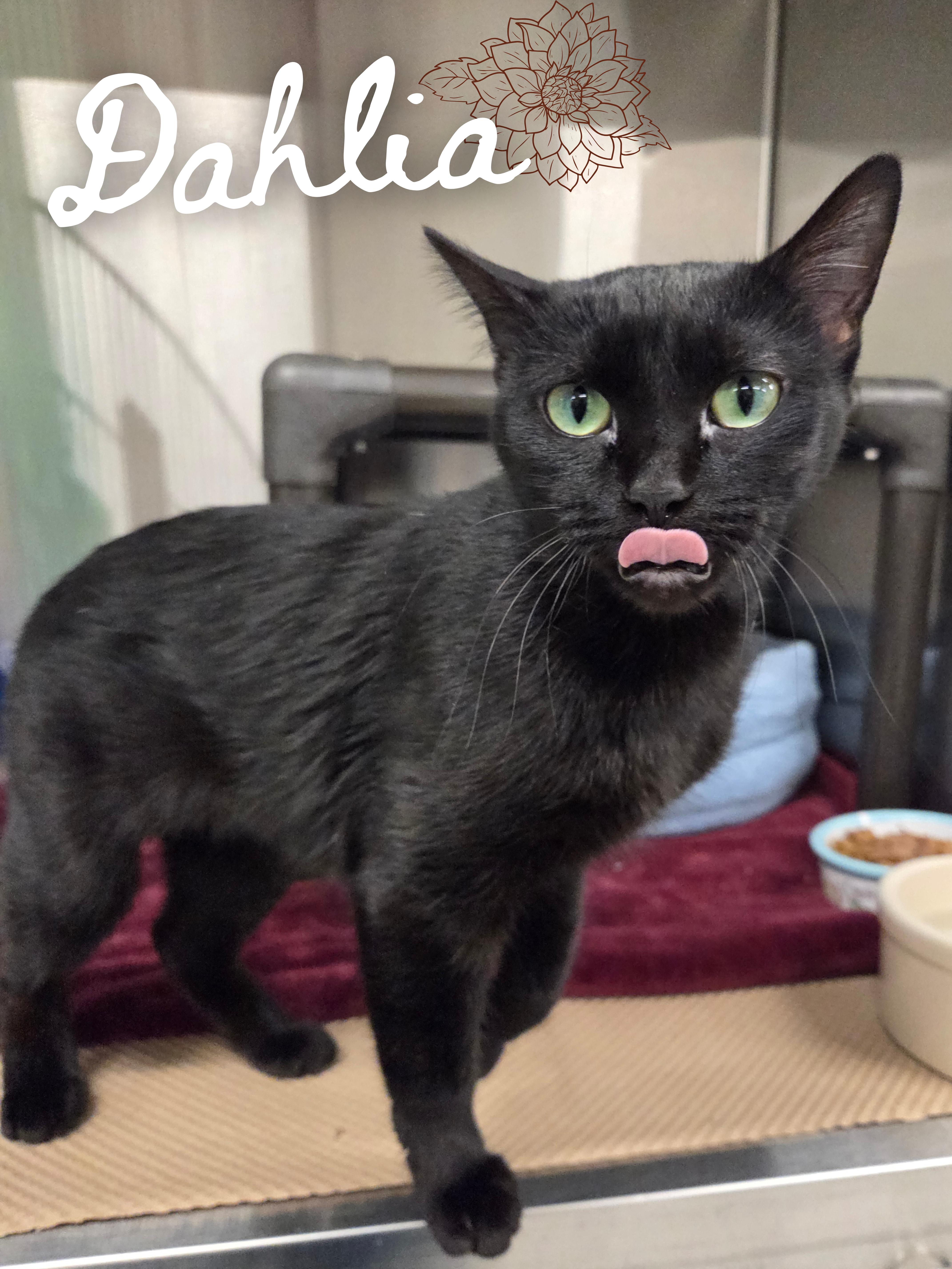 A young medium-sized female Black Domestic Short Hair cat named Dahlia for adoption in Nevada, IA