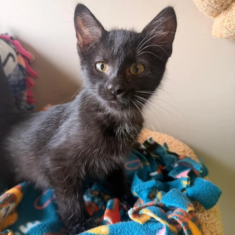 A baby small-sized male Black Domestic Short Hair cat named Dart for adoption in Chaska, MN