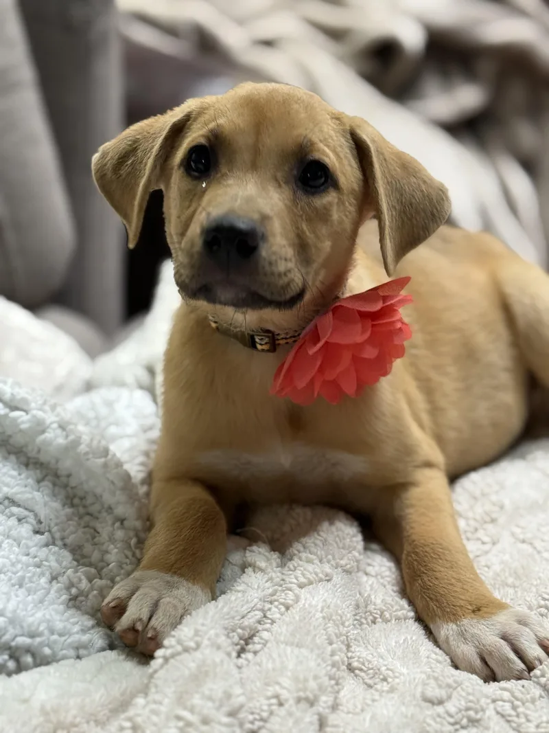 A baby large-sized female Yellow / Tan / Blond / Fawn Labrador Retriever dog named Sasha for adoption in Phoenix, AZ
