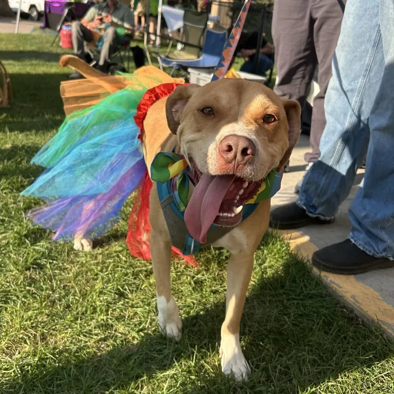An adult large-sized male American Staffordshire Terrier dog named Bubbles for adoption in Taos, NM