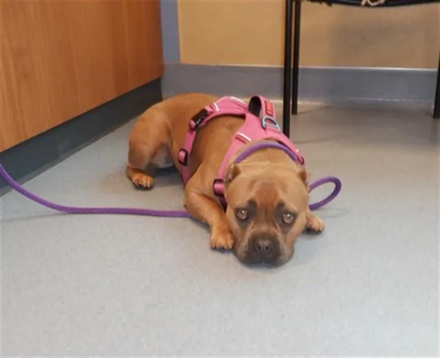 A young medium-sized female American Bulldog dog named Nova for adoption in San Jose, CA