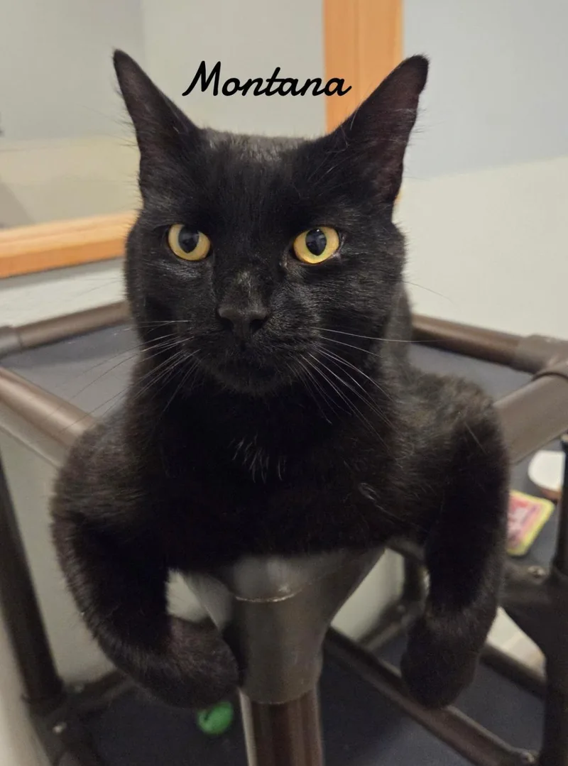 A young medium-sized male Black Domestic Short Hair cat named Montana for adoption in Naugatuck, CT