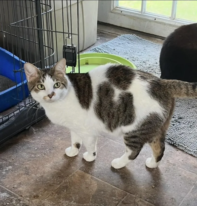 An adult medium-sized male Tabby (Brown / Chocolate) Domestic Short Hair cat named Riley for adoption in Mount Airy, MD