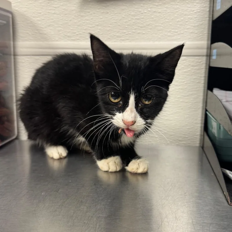 A baby small-sized female Black Domestic Short Hair cat named Dory for adoption in Columbiana, AL