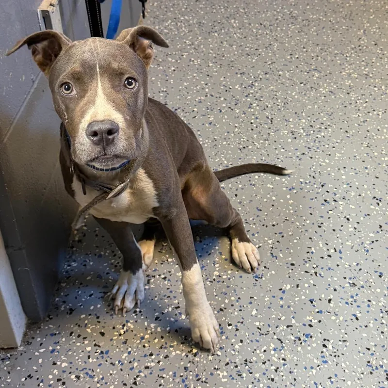 A young medium-sized male Gray / Blue / Silver Pit Bull Terrier dog named TUSCStray for adoption in Tuscaloosa, AL