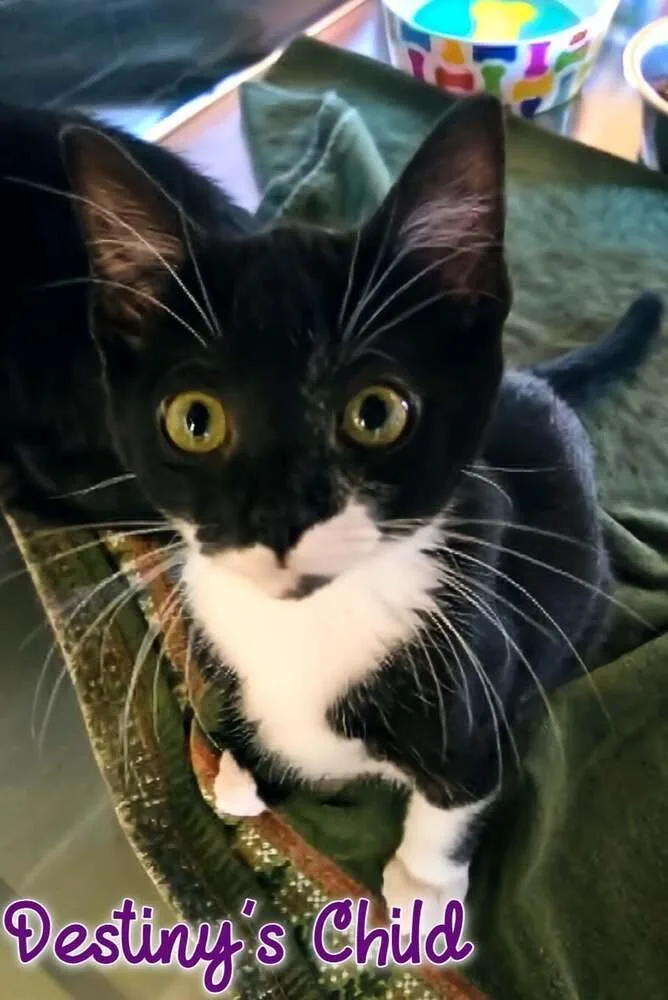 A baby small-sized female Black & White / Tuxedo Domestic Short Hair cat named Destiny's  Child for adoption in Bossier City, LA