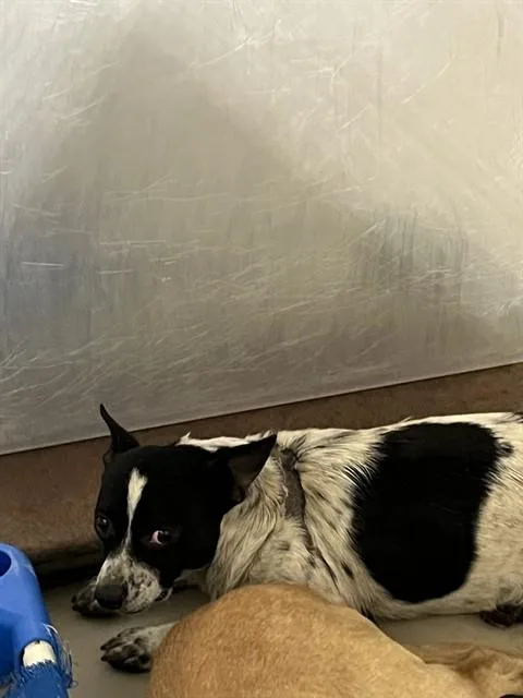 A senior medium-sized female Australian Cattle Dog / Blue Heeler dog named Lily for adoption in Bakersfield, CA