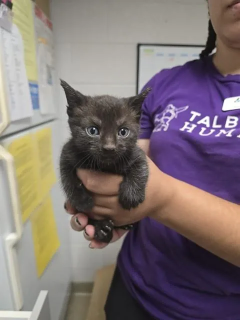 A baby small-sized male Domestic Short Hair cat named Bread Pudding for adoption in Easton, MD