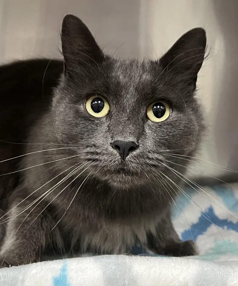 An adult medium-sized female Domestic Medium Hair cat named Donovana for adoption in Johnston, RI