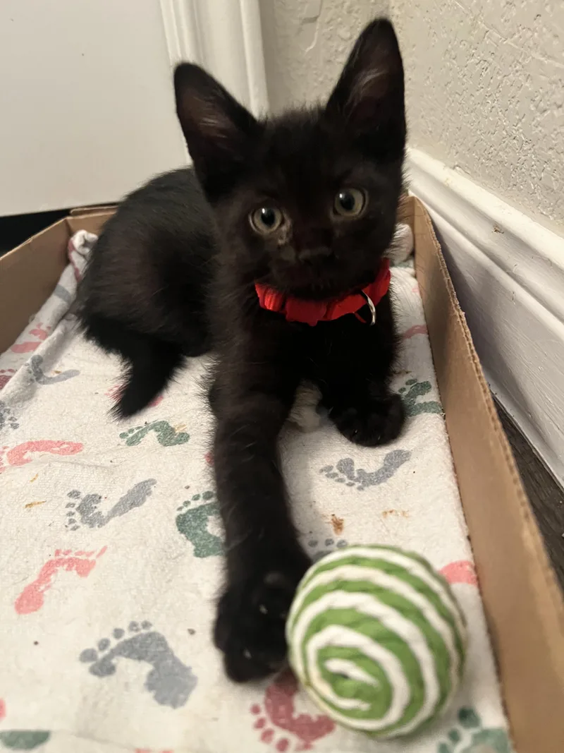 A baby medium-sized male Black Domestic Short Hair cat named Pork Pie for adoption in Bryan, TX