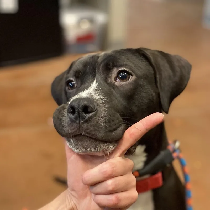 A young medium-sized male Black Mixed Breed dog named Tank Aaron for adoption in Asheville, NC