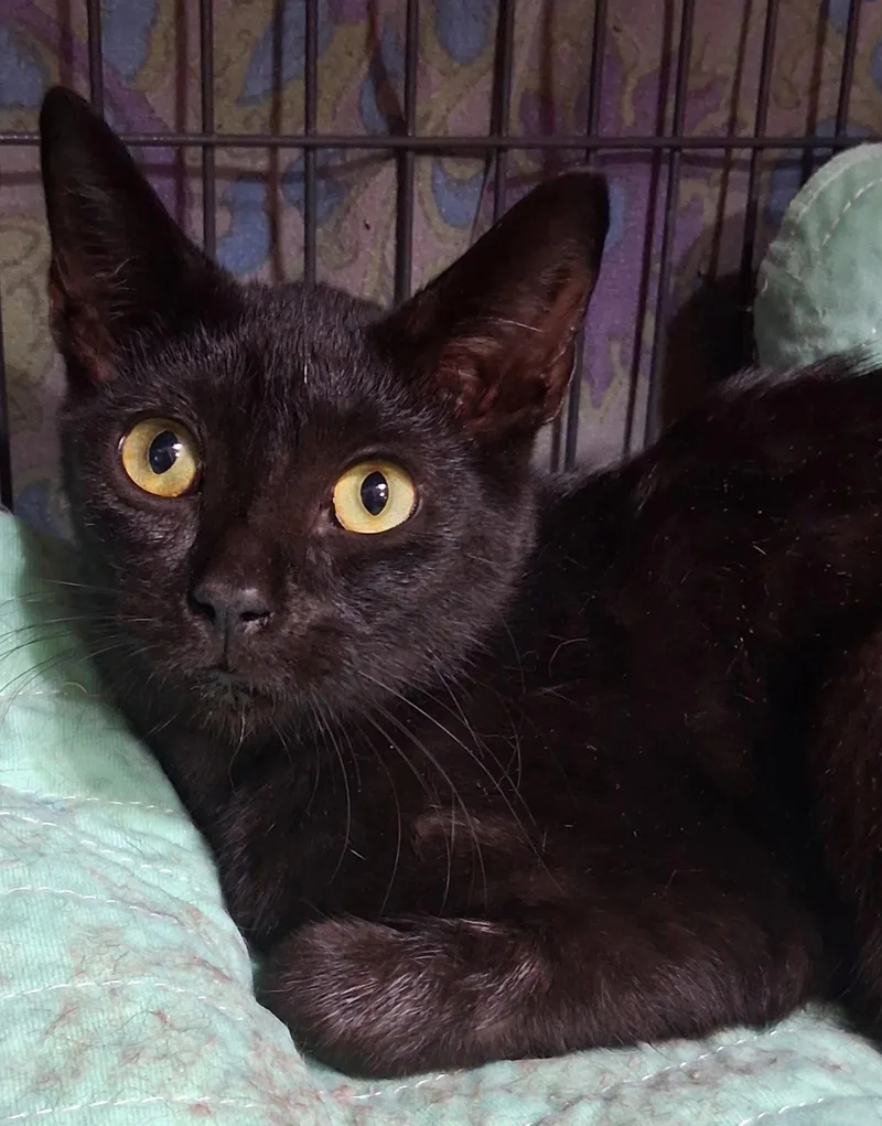 A young medium-sized female Black Domestic Short Hair cat named Neveah for adoption in Satellite Beach, FL