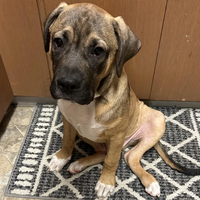 A baby large-sized male Red / Chestnut / Orange Boxer dog named Brutus for adoption in Spencer, IA