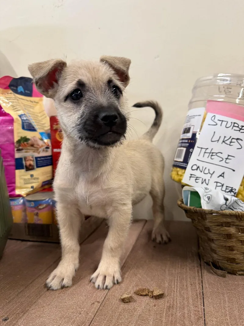 A baby small-sized female Terrier dog named Katalyna for adoption in GILBERTS, IL