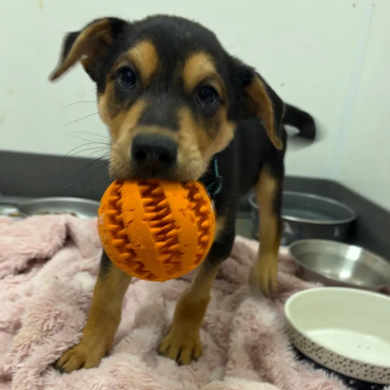 A baby small-sized male Black Mixed Breed dog named Flipper Frank for adoption in Austin, TX