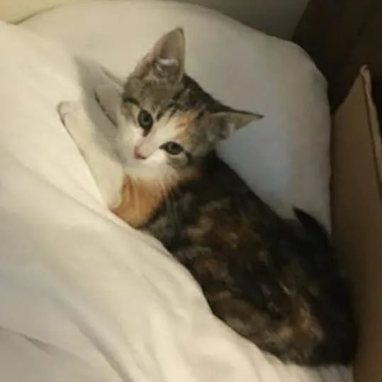 A young medium-sized female Tabby (Brown / Chocolate) Domestic Short Hair cat named Veronica for adoption in North Babylon, NY