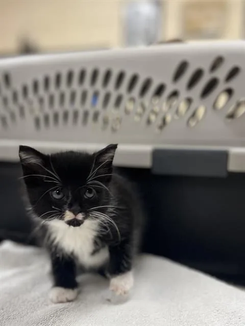 A baby small-sized female Domestic Short Hair cat named Calla for adoption in Aliquippa, PA