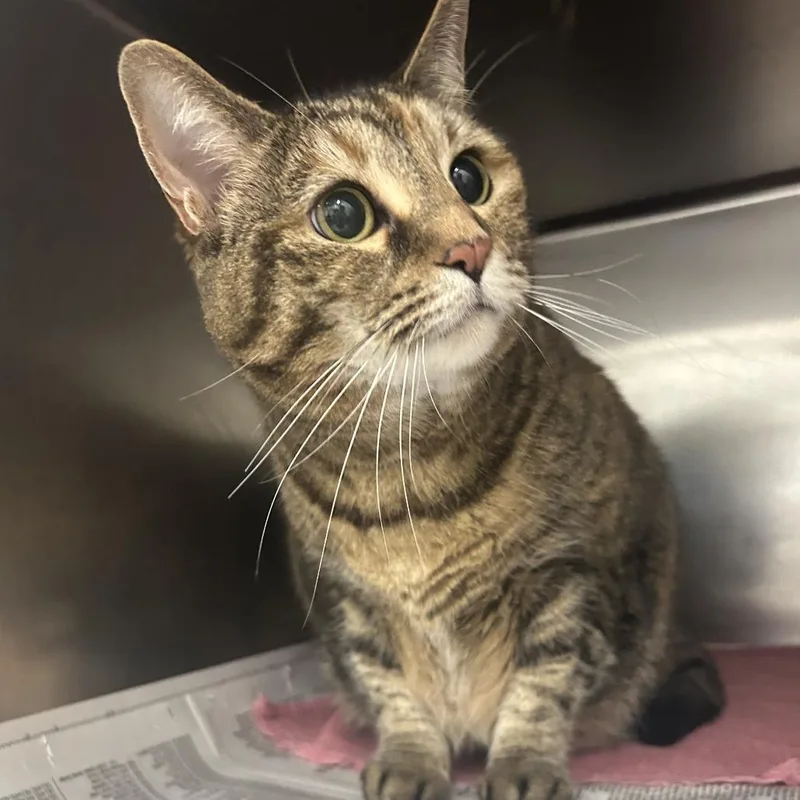 A senior extra large-sized female Torbie Domestic Short Hair cat named Selma for adoption in Auburn, AL