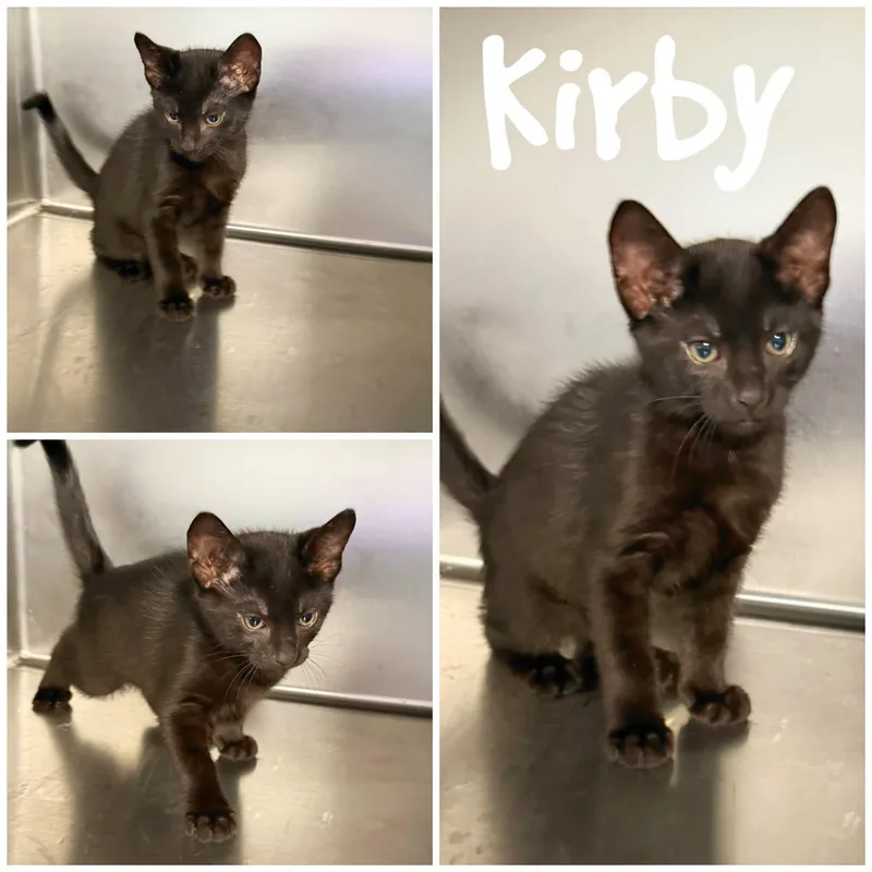 A young medium-sized male Black Domestic Short Hair cat named Kirby for adoption in Saint James, MO