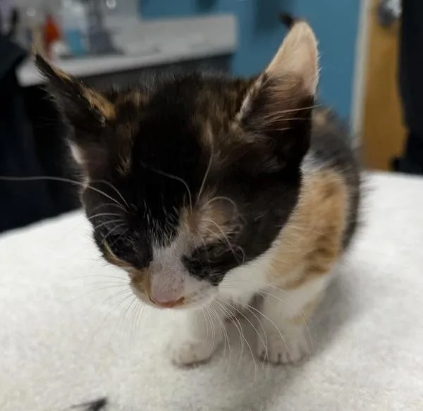 A baby medium-sized female Domestic Short Hair cat named Pumpkin for adoption in Escondido, CA