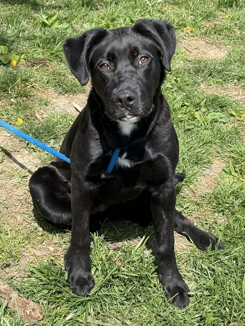 A young medium-sized female Black Labrador Retriever dog named Sasha for adoption in Springfield, IL