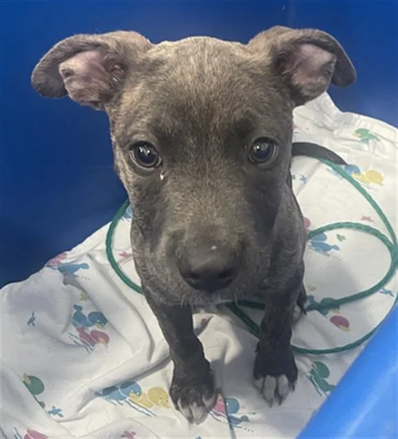 A baby large-sized female Mixed Breed dog named Therian for adoption in Dallas, TX