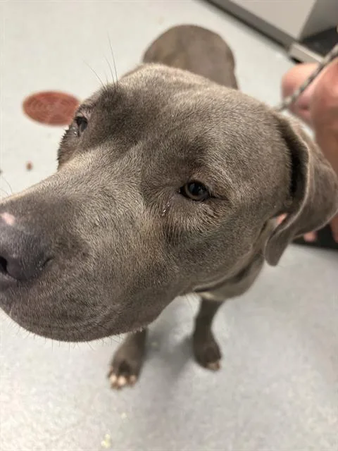 A young medium-sized female Pit Bull Terrier dog named Momma for adoption in Indianapolis, IN