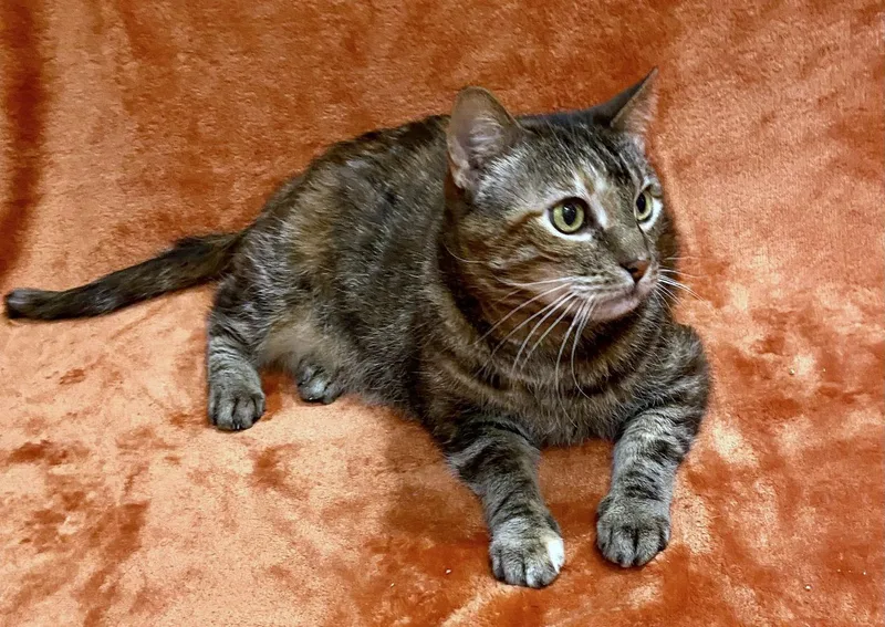 An adult medium-sized female Tabby (Orange / Red) Domestic Medium Hair cat named Rose for adoption in Manitou Springs, CO