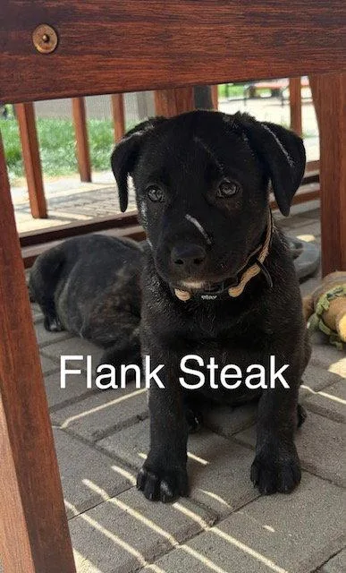 A baby medium-sized female Labrador Retriever dog named Flank for adoption in Hillside, IL