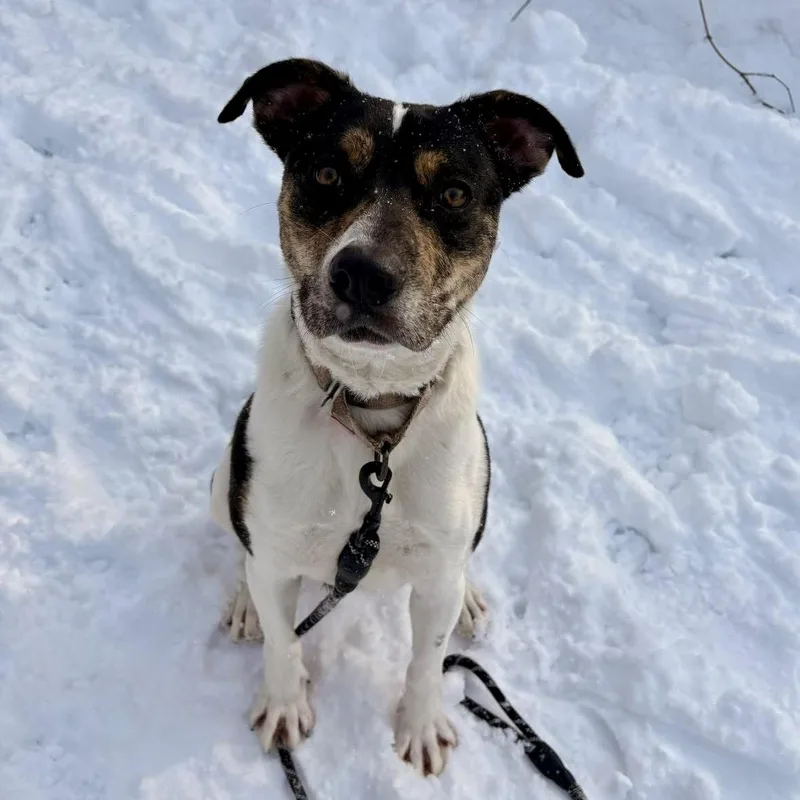 An adult medium-sized female White / Cream Australian Shepherd dog named Liberty for adoption in Syracuse, NY