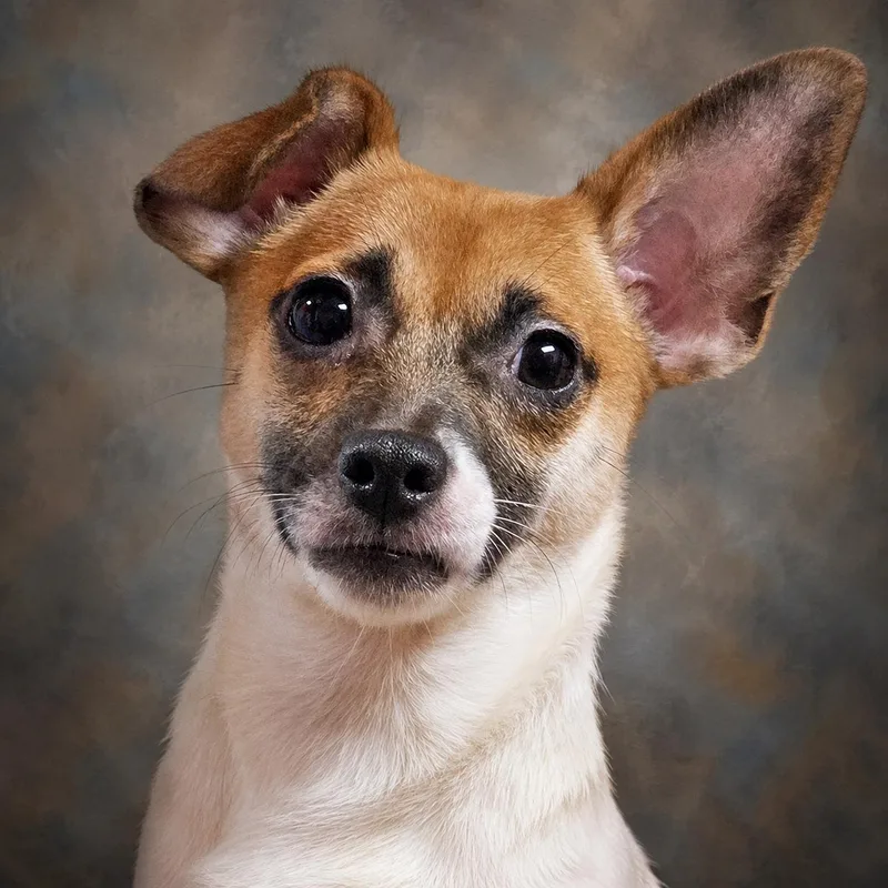 A baby small-sized female White / Cream Chihuahua dog named Joon for adoption in Onley, VA