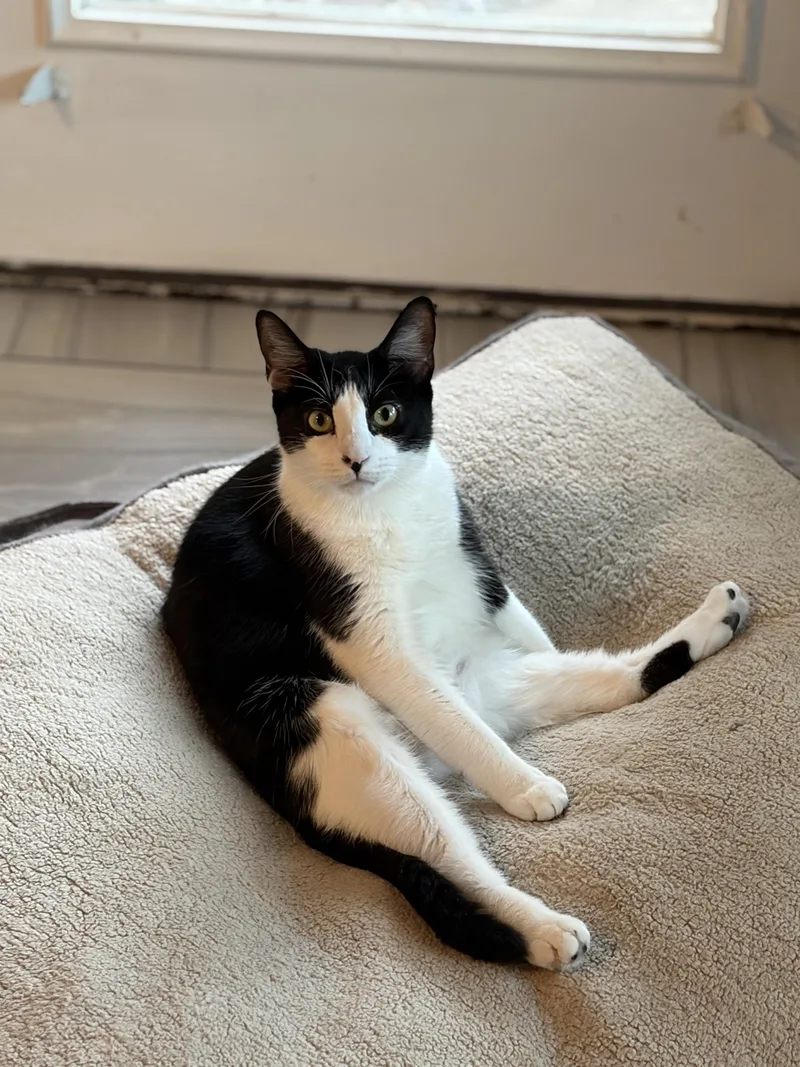 A young medium-sized female Black & White / Tuxedo Domestic Short Hair cat named Krewella for adoption in Houston, TX