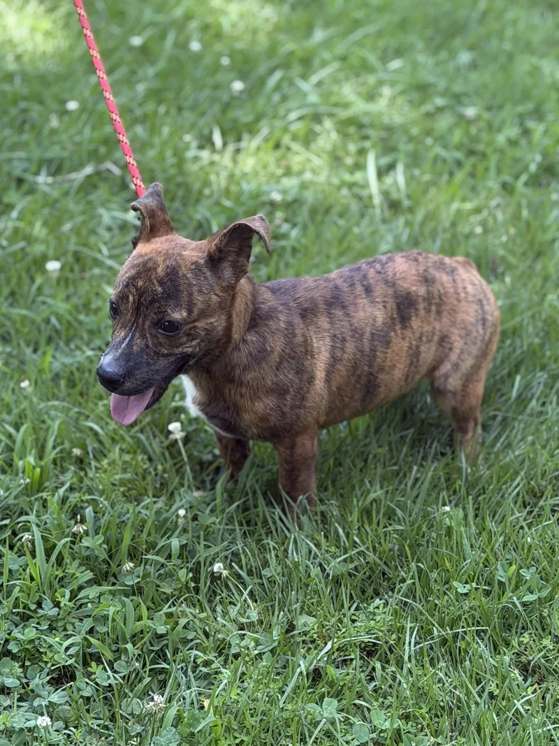 A baby small-sized female Dachshund dog named Pricilla for adoption in Locust Fork, AL