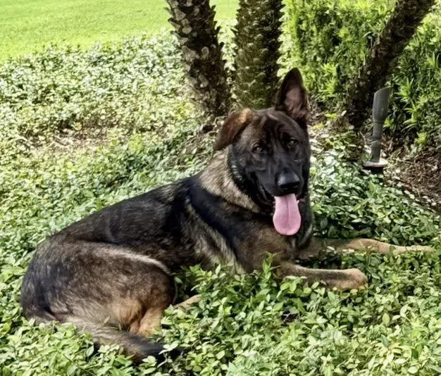 A young large-sized male German Shepherd Dog dog named King for adoption in Pompano Beach, FL