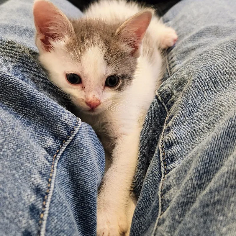 A baby small-sized male White Domestic Short Hair cat named Peanut for adoption in Chapel Hill, NC