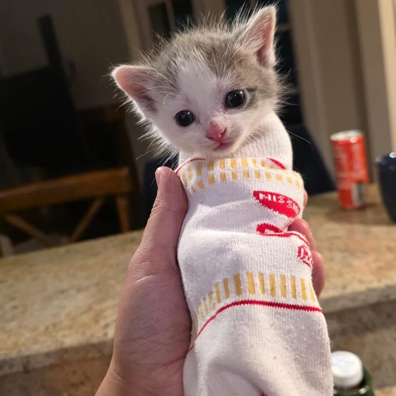 Peanut thumbnail 3