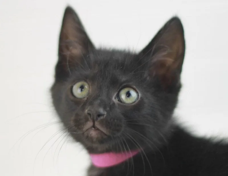 A baby small-sized male Black Domestic Short Hair cat named Shamrock for adoption in Cookeville, TN
