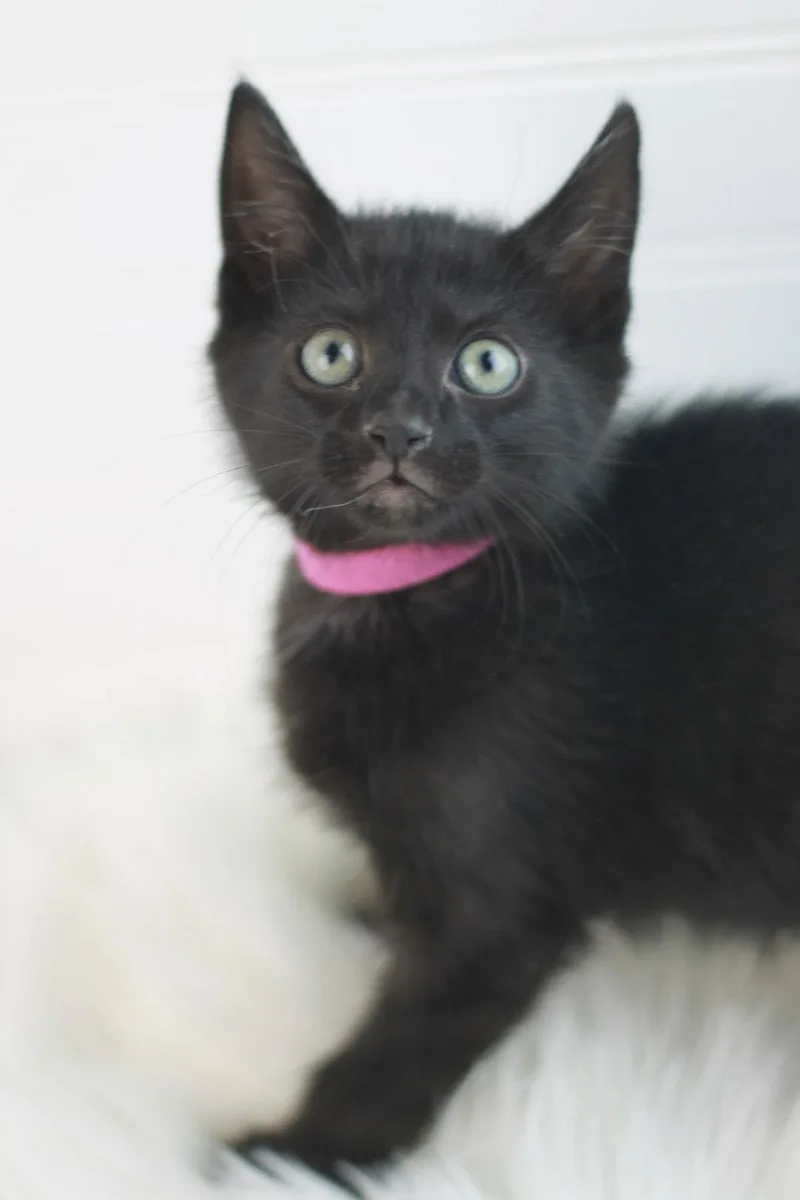 Shamrock thumbnail 2