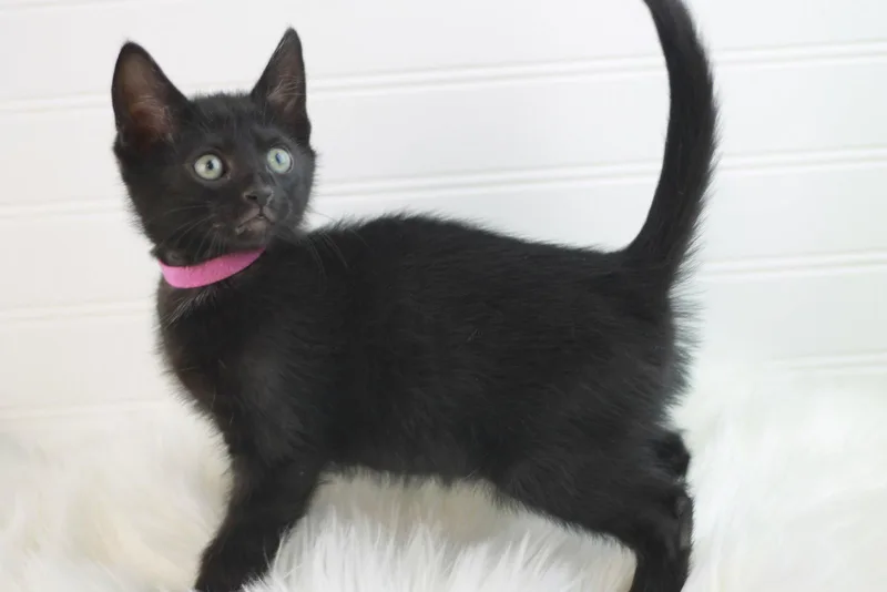 Shamrock thumbnail 3