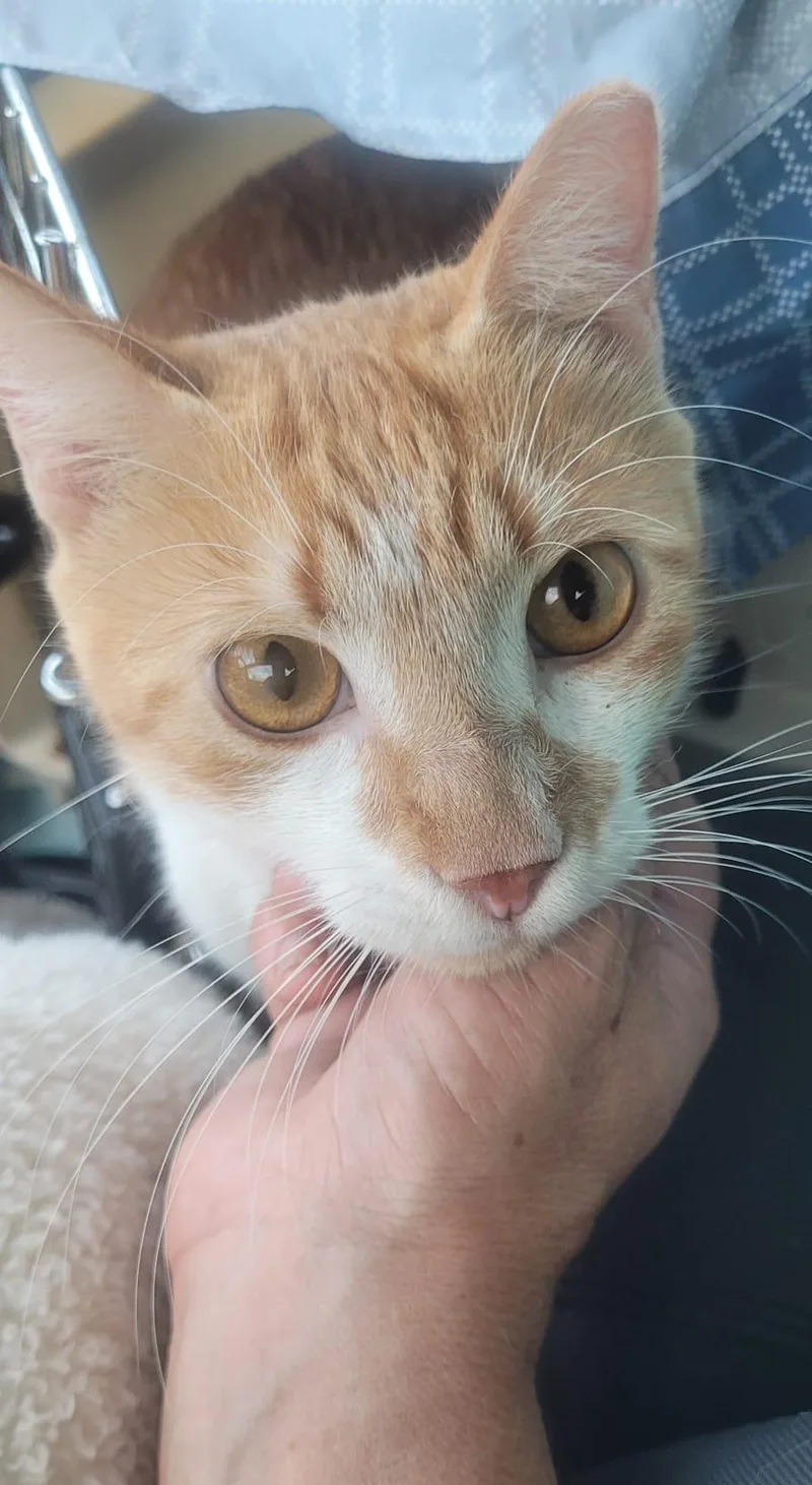 A young medium-sized male Domestic Short Hair cat named Cheeto for adoption in Franklin, MA