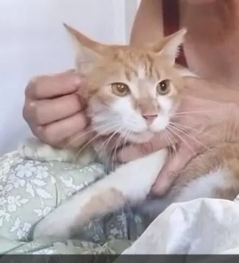 Cheeto thumbnail 2
