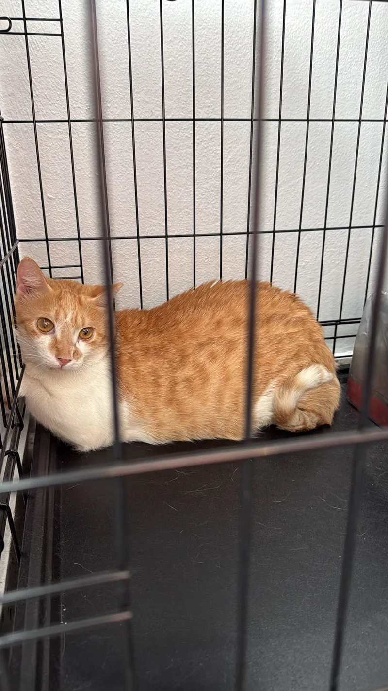 Cheeto thumbnail 3