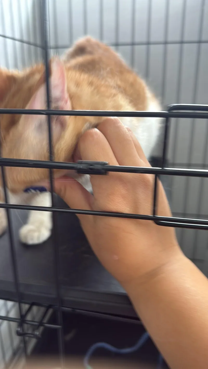 Cheeto thumbnail 4