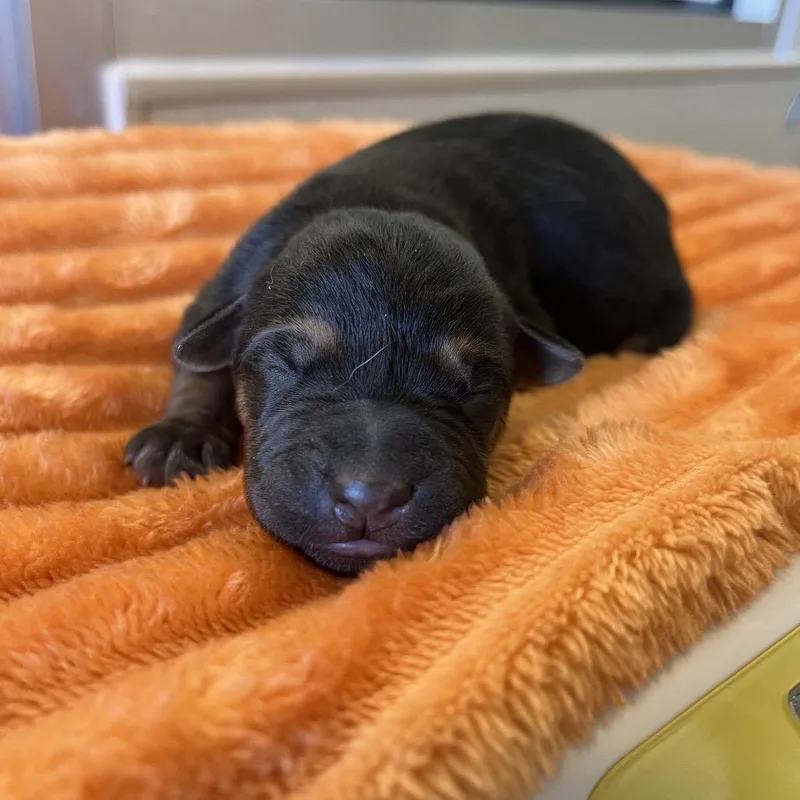 A baby medium-sized male Black Shepherd dog named Supergiant for adoption in Kanab, UT
