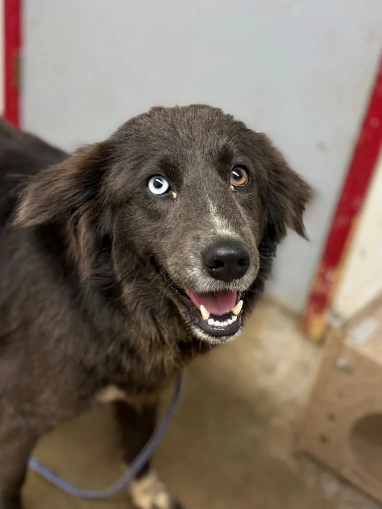 A young large-sized female Border Collie dog named Waddles for adoption in Lockhart, TX