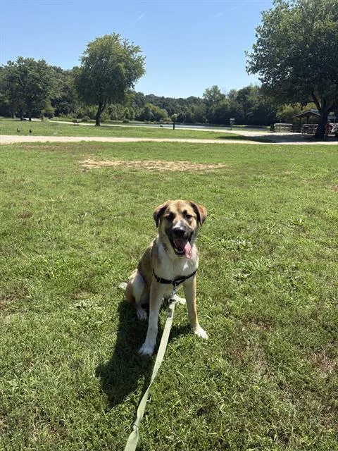 A young large-sized male Mixed Breed dog named Beau for adoption in Charlotte, NC