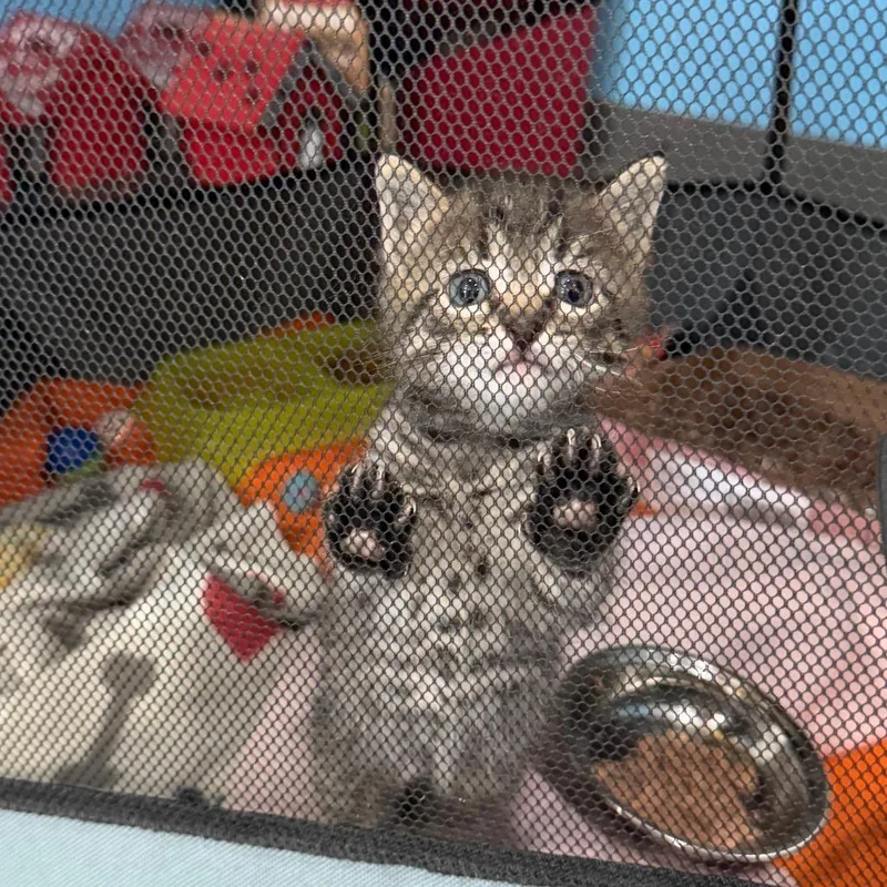 A baby small-sized male Gray / Blue / Silver Domestic Short Hair cat named Bambino for adoption in Marion, VA