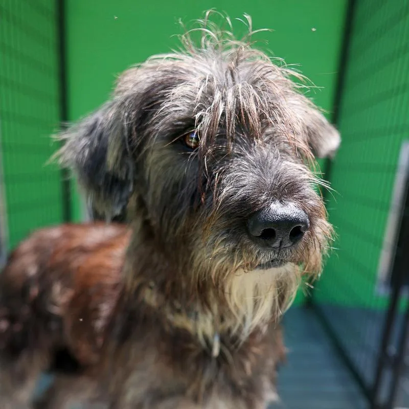 An adult medium-sized female Brown / Chocolate Terrier dog named Lavender for adoption in Bradenton, FL