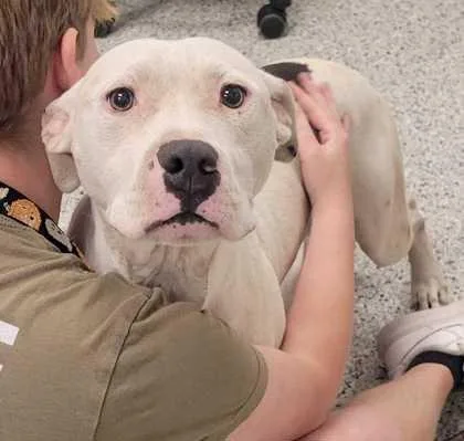 An adult large-sized male White / Cream Pit Bull Terrier dog named Lenny for adoption in Kansas City, MO