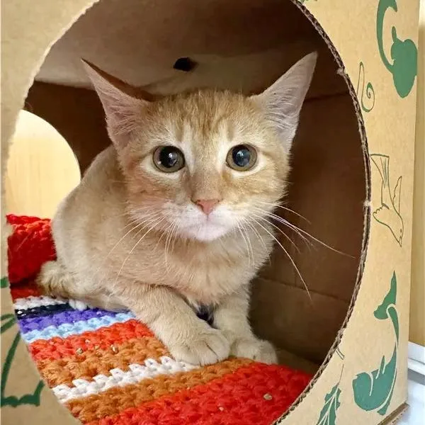 A baby small-sized male Orange / Red Domestic Short Hair cat named Shasta for adoption in Saint Louis, MO